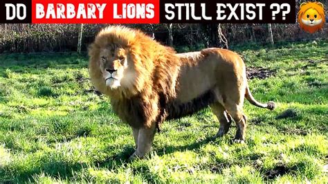 burberry lion|do barbary lions still exist.